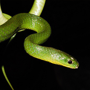 翠青蛇图片