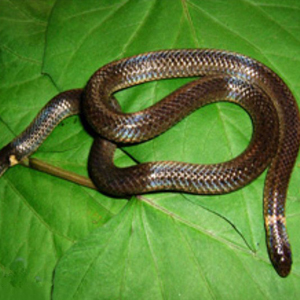 钝尾两头蛇图片