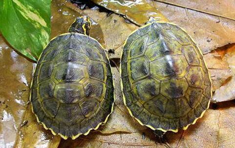 冠背龟