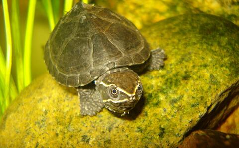 密西西比麝香龟