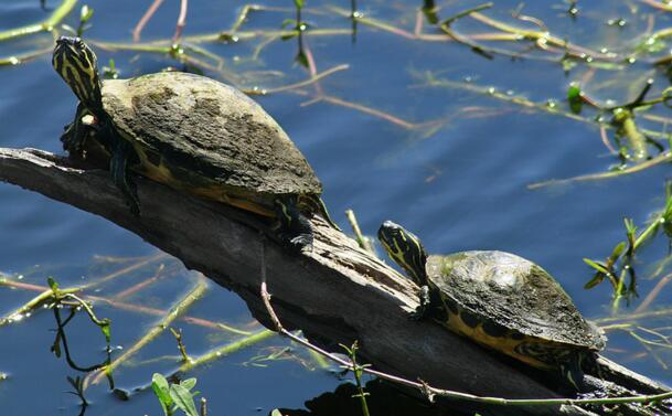 QQ截图20160817170920