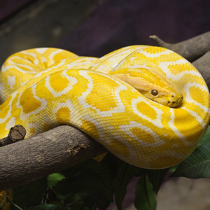 黄金蟒图片