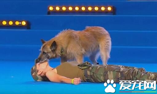世界犬联大赛 狗狗上演人工呼吸表演