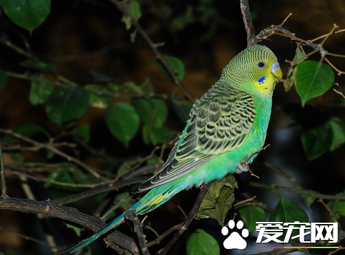 怎么训练虎皮鹦鹉说话 要选择亚成的雄性鹦鹉