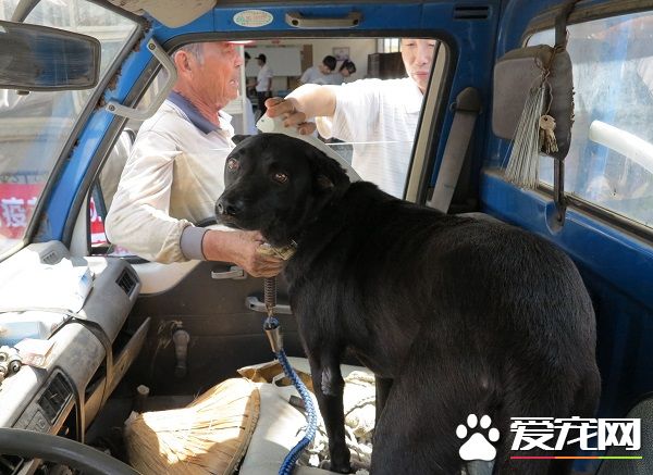 爱犬打疫苗13年不缺席 老农好典范