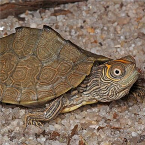 密西西比地图龟图片