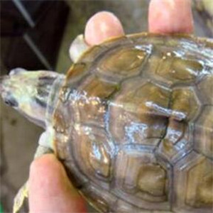 红冠棱背龟图片