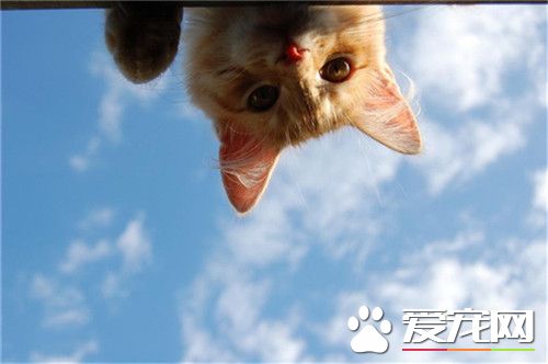 主人看我像不像在天上灰~