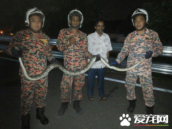 2公尺粗肥蟒蛇塞满马桶 屋主上厕所却吓破胆