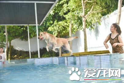 成都宠物泳池太火爆 狗狗游泳要提前预约