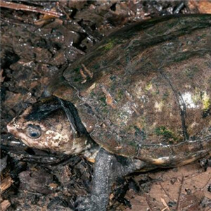 亚马逊泥龟图片