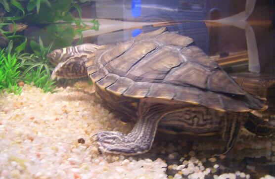 密西西比地图龟