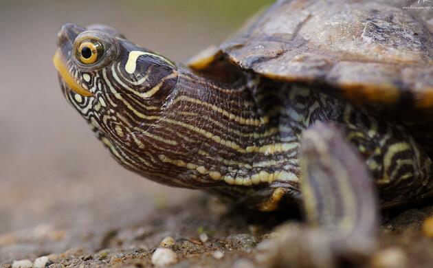 密西西比地图龟