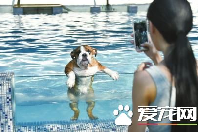成都宠物泳池太火爆 狗狗游泳要提前预约