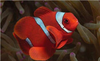 透红小丑鱼的饲养 海水盐度在1.020到1.025之间