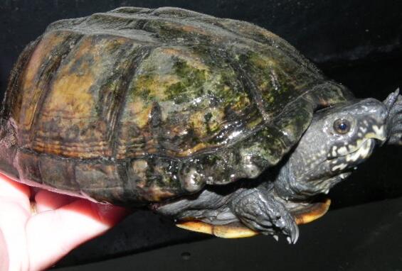 QQ截图20160818174833