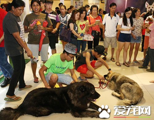 另类宠物摇身变新宠 蛇变色龙呆萌