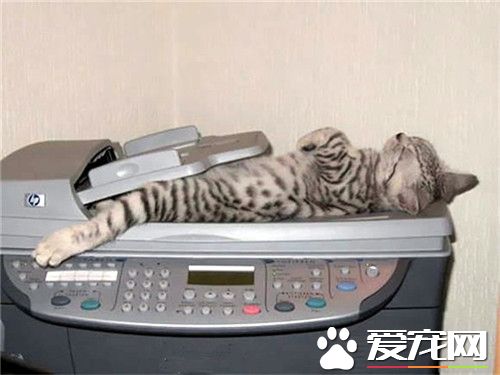 给我打印三十个喵，谢谢！