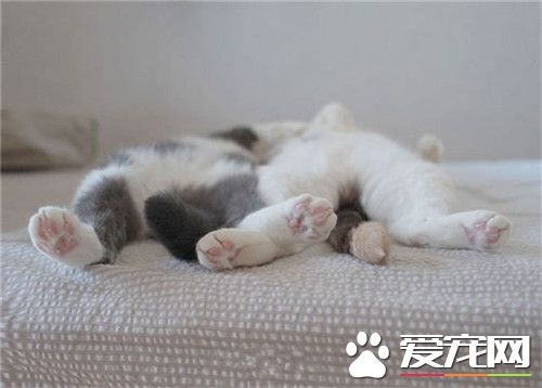 坏主人，怎么可以把床照Po上来呢？