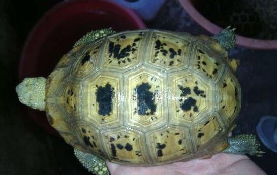 缅甸孔雀龟