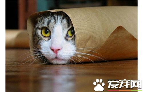 这样卷显得眼晴更可爱！