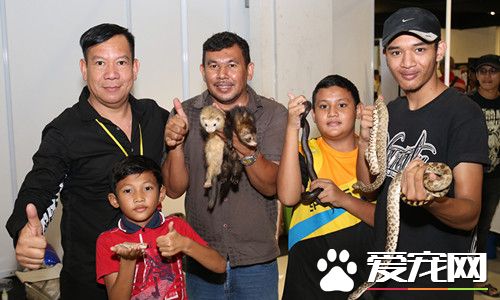 另类宠物摇身变新宠 蛇变色龙呆萌