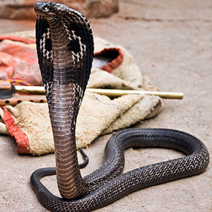 帝皇眼镜蛇王图片