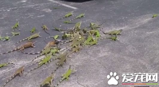 几十只绿鬣蜥为一片土司抢破头