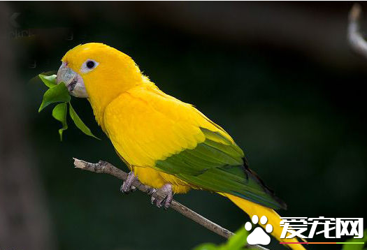 鹦鹉大概多少钱一只 品种不同价格差异很大