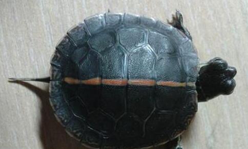 QQ截图20160818170800