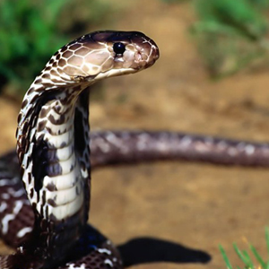 泰国眼镜蛇图片