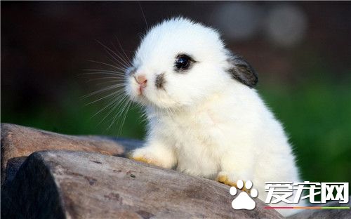 兔子君，你看什么呢？