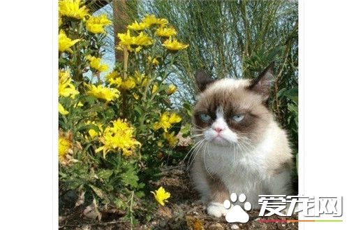 像全世界都欠它猫粮一样的臭脸猫！