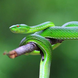 西藏竹叶青蛇图片