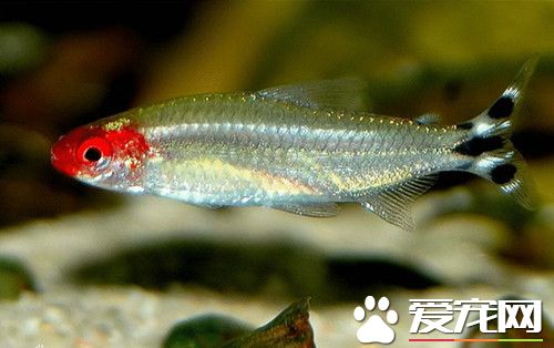 红鼻剪刀价格 差不多就是1元钱一条左右