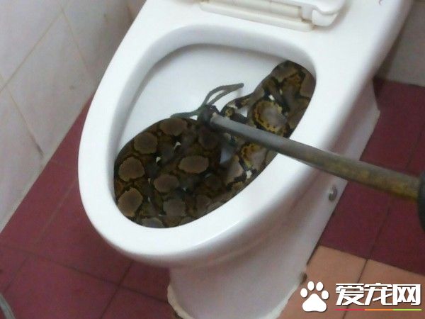 2公尺粗肥蟒蛇塞满马桶 屋主上厕所却吓破胆