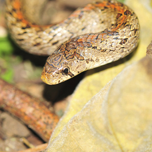 台湾小头蛇图片