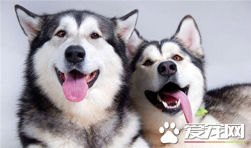 主银，你说什么我们都听，快给我们吃吧！