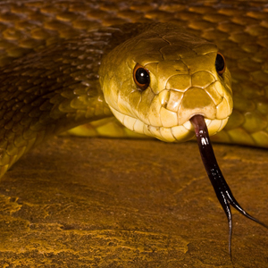 澳洲金刚蛇图片