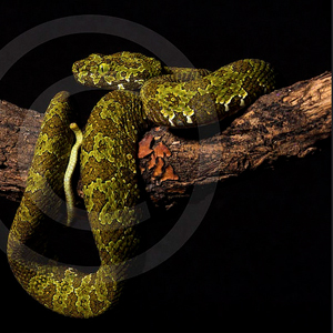 莽山烙铁头蛇图片