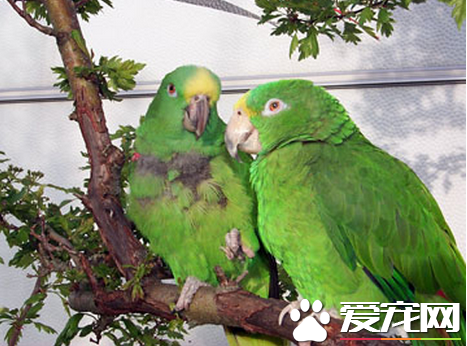 什么鹦鹉会说话 详解9类鹦鹉的说话能力