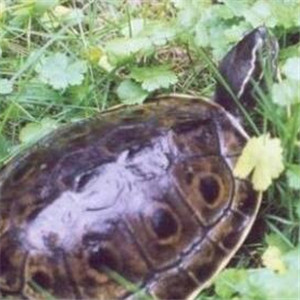 缅甸孔雀龟图片