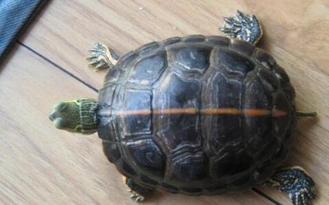 QQ截图20160818170746