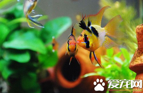 荷兰凤凰价格 荷兰凤凰寿命一般在2-3年