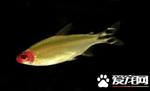 红鼻剪刀能长多大 一般可以长到50～60毫米