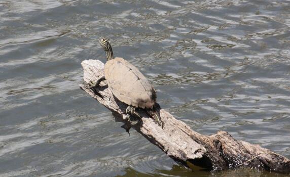密西西比地图龟