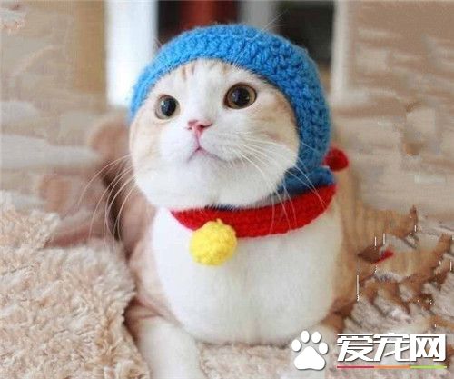 我是一只叮当喵！