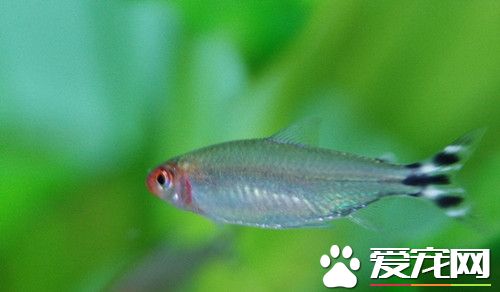 红鼻剪刀寿命 正常情况下的寿命为4-5年