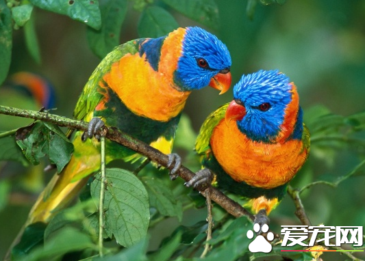 鹦鹉如何分公母 详解从5个方面来分辨鹦鹉的公母