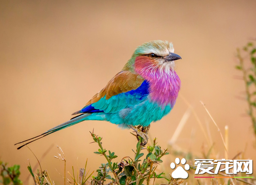 怎么抓鸟 揭6种方法轻松抓鸟切忌狂捕滥捉